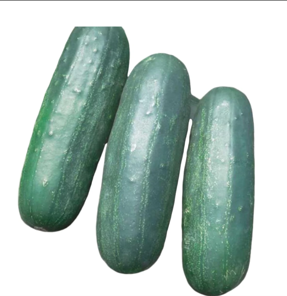 Vegetable Seeds for Planting UK, Variety Pack Varieties of Veg, Herb Grow Your Own. Easy to Grow Indoor, Outdoor Non-GMO (Cucumber Ashley 50 Seeds)