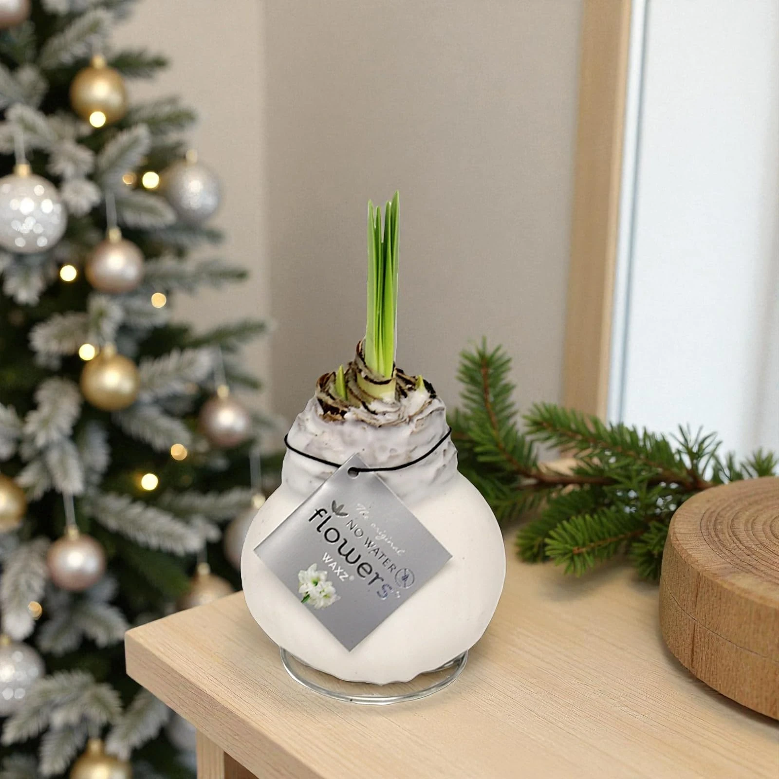 Carbeth Plants - Amaryllis White Waxed Bulb Live Houseplant in Gift Sleeve - No Water Indoor Flowering Hippeastrum Growing Bulb - Christmas Gardening Gift Idea for Plant Lovers (White Wax)