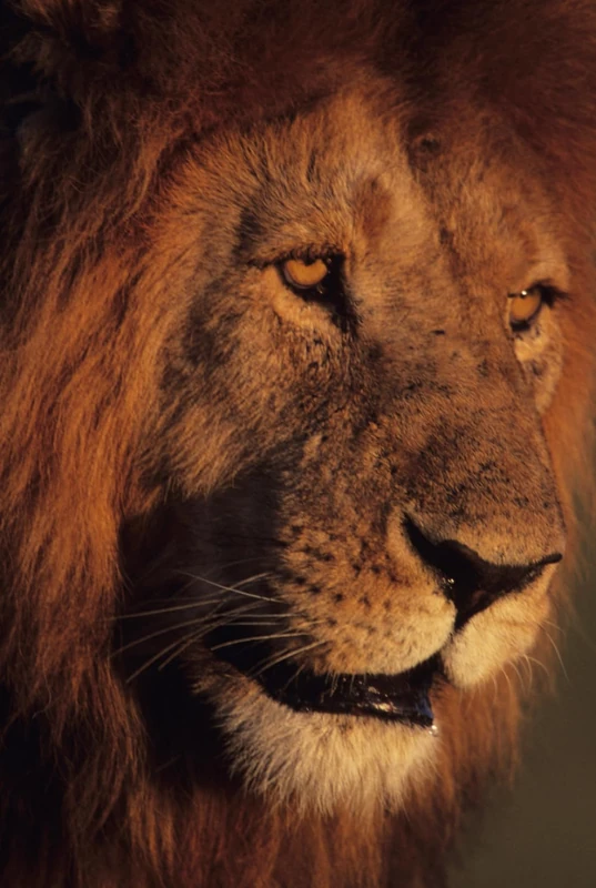 Lined Journal Notebook With 100 Pages: Lion | 6x9" | For Women & Men | Kids & Adults | Studying, Work, Notes & Writing