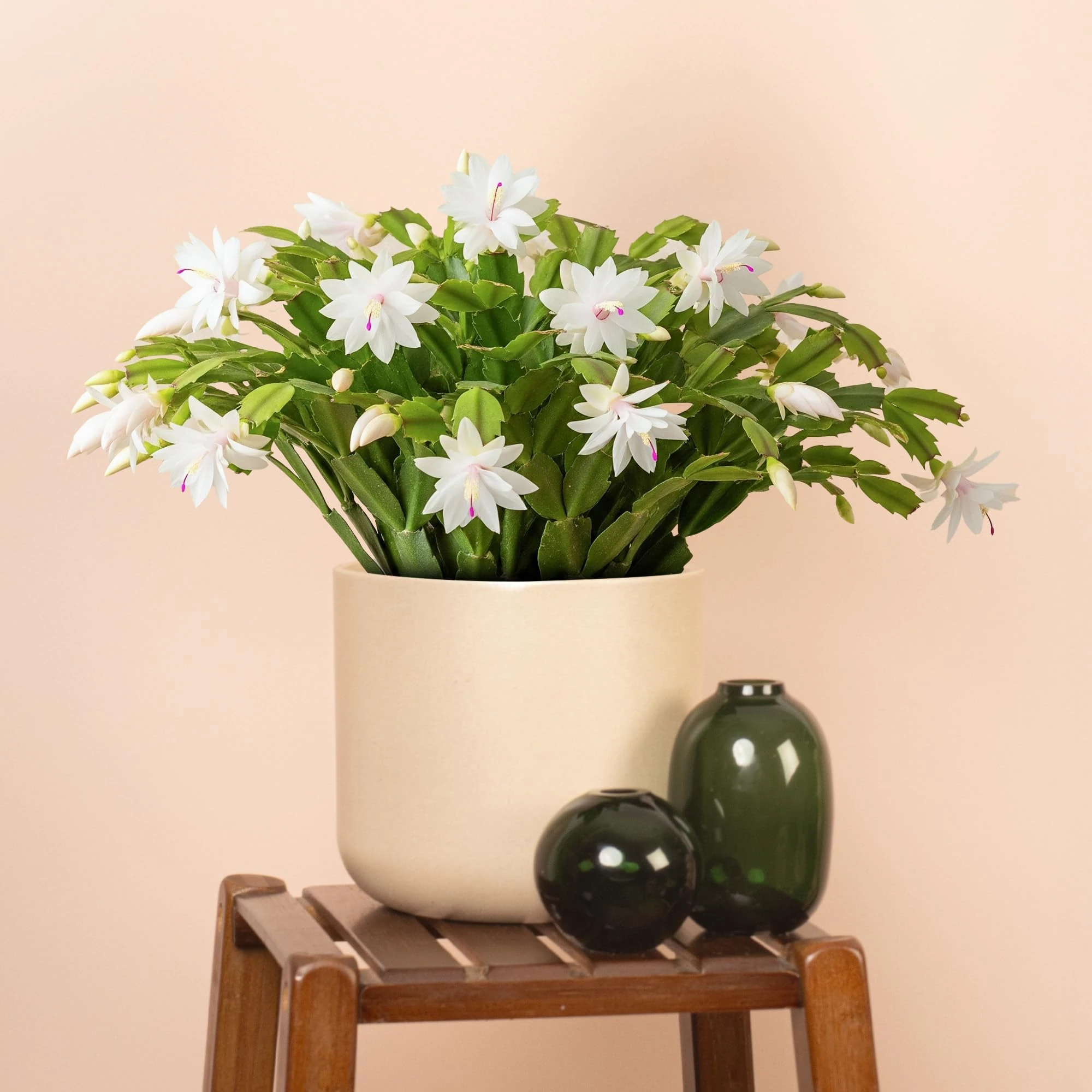 Christmas Cactus, Schlumbergera White House Plant - Christmas Plants and Flowers, Winter Flowering Plants for Gifts, Easy Care House Plants ft White Flowers (13cm Pot, 20-30cm)