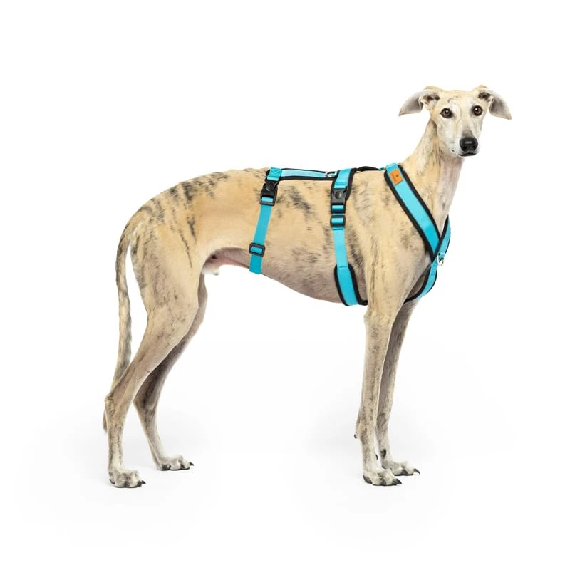 Anti-Pull 3-Point Anti-Escape Harness - Ideal for Lebreles: Italian Greyhound, Whippet, Greyhound, Podenco - Safe, Breathable and Durable Walking, Training and Running - Sky Blue, XXL
