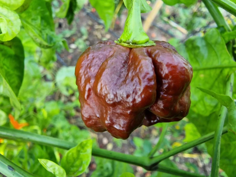 Moruga Scorpion Chocolate 5 Chilli Seeds by CHILLIESontheWEB Pick and Mix Get 4 Packs for Price of 3