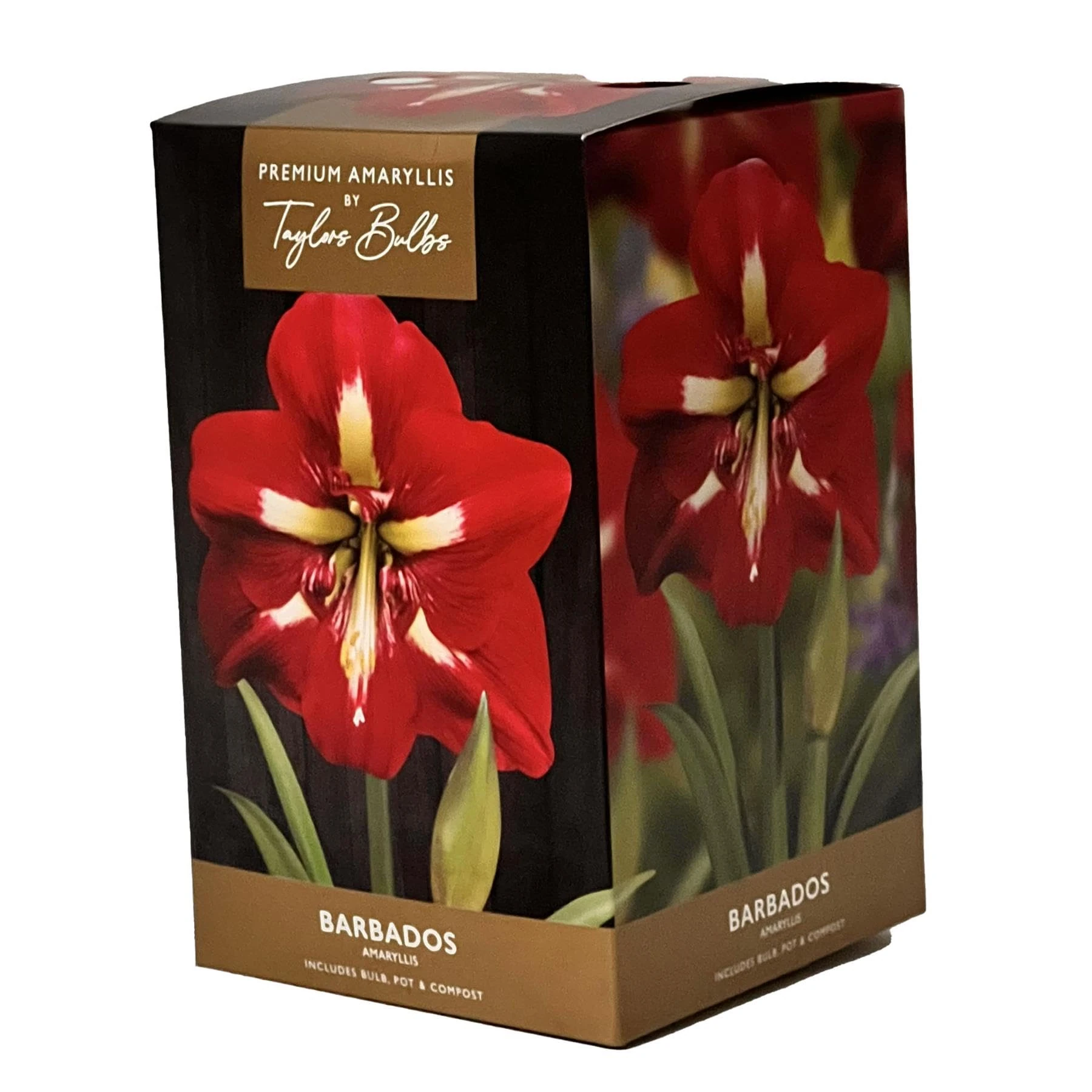 Amaryllis Bulb Indoor Barbados Amaryllis Bulb Gift with Pot
