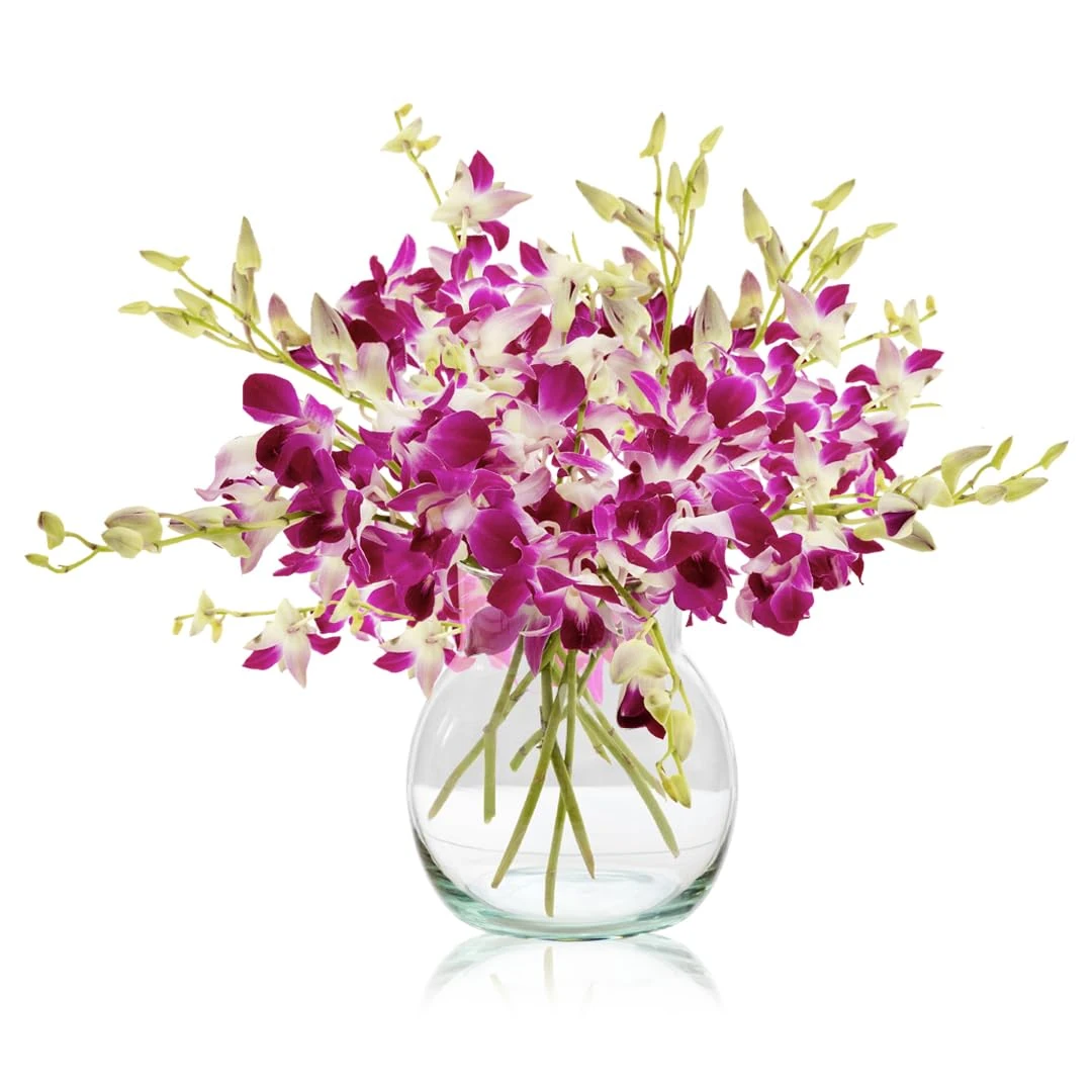 Sendabunch Fresh Singapore Dendrobium Orchids Bouquet - 20 Beautiful Stems for a Touch of Eastern Charm - 14-Day Freshness Guarantee Includes with Free Box of Belgian Chocolates