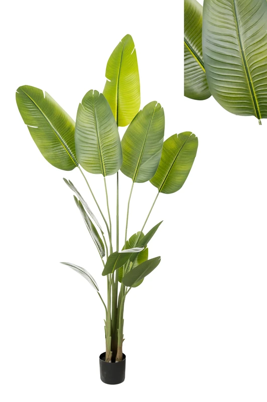 Strelitzia MACETA