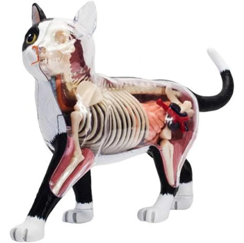 JINLEXIU 4D Vision Cat Anatomy Model, 28 Detachable Organs and Body Parts, Animal Veterinary Training for Animal Teaching Demonstration Cat Model Anatomy Tool