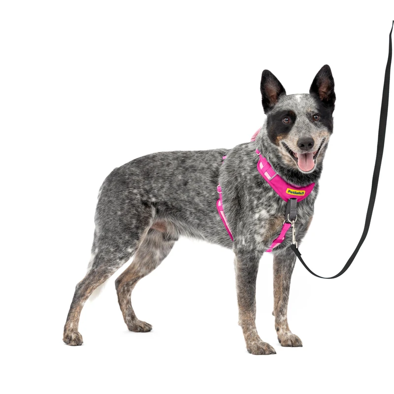 PetSafe Easy Walk Comfort No-Pull Dog Harness Full-Body Padding - Better Walks on The First Use - 5 Points of Adjustment Medium/Large, Pink