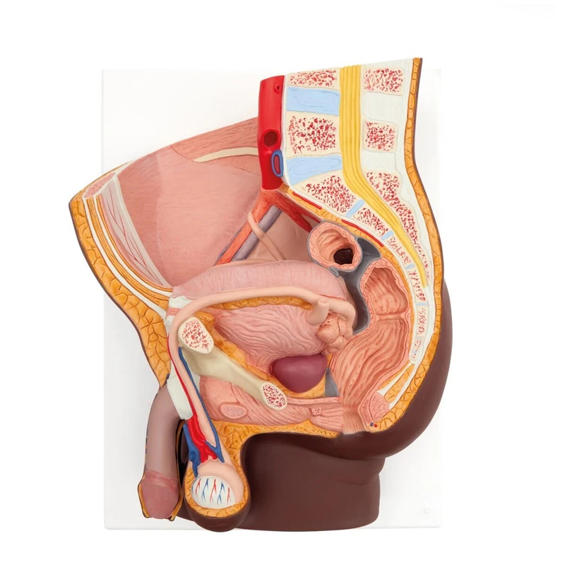 3B Scientific Male Pelvis Model in Median Section, 2 part, dark skin, 3B Smart Anatomy