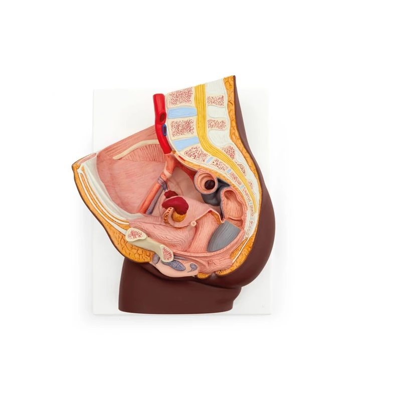 3B Scientific Female Pelvis Model in Median Section, 2 part, dark skin, 3B Smart Anatomy