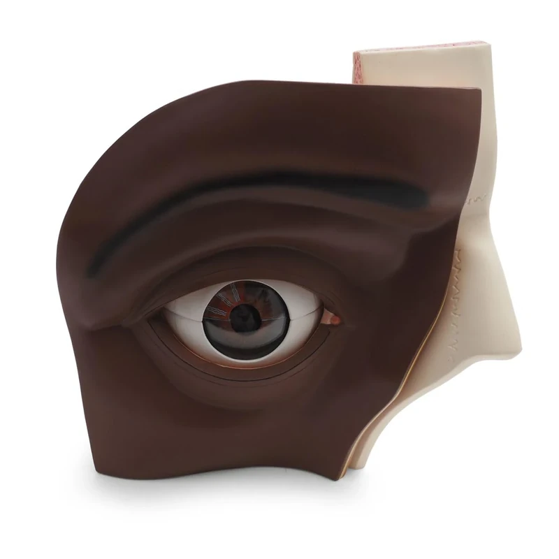 3B Scientific Human Eye Model, 5 times Full-Size, 12 part, dark skin, 3B Smart Anatomy
