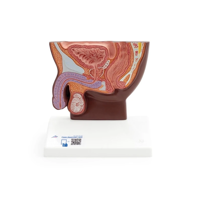 3B Scientific Male Pelvis Model in Median Section, 1/2 Life-Size, dark skin, 3B Smart Anatomy