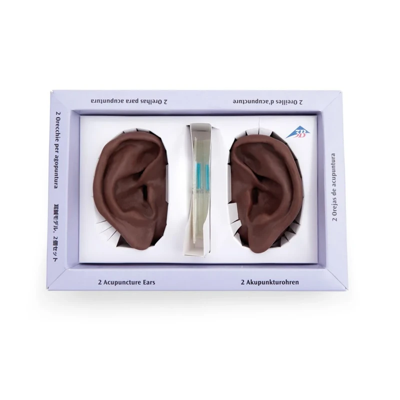 3B Scientific Acupuncture Ear, left and right, dark skin