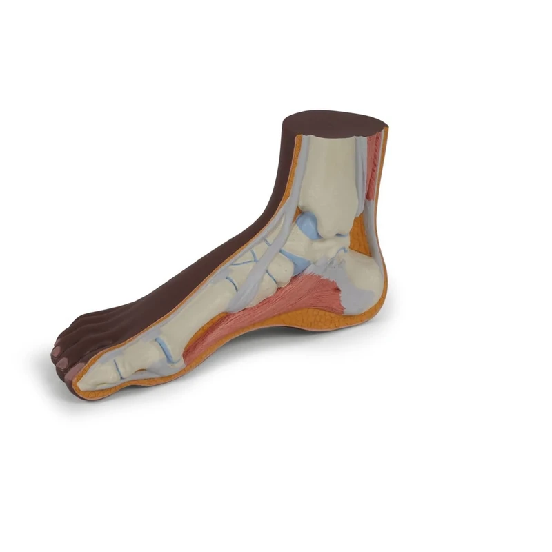 3B Scientific Normal Foot Model, dark skin, 3B Smart Anatomy