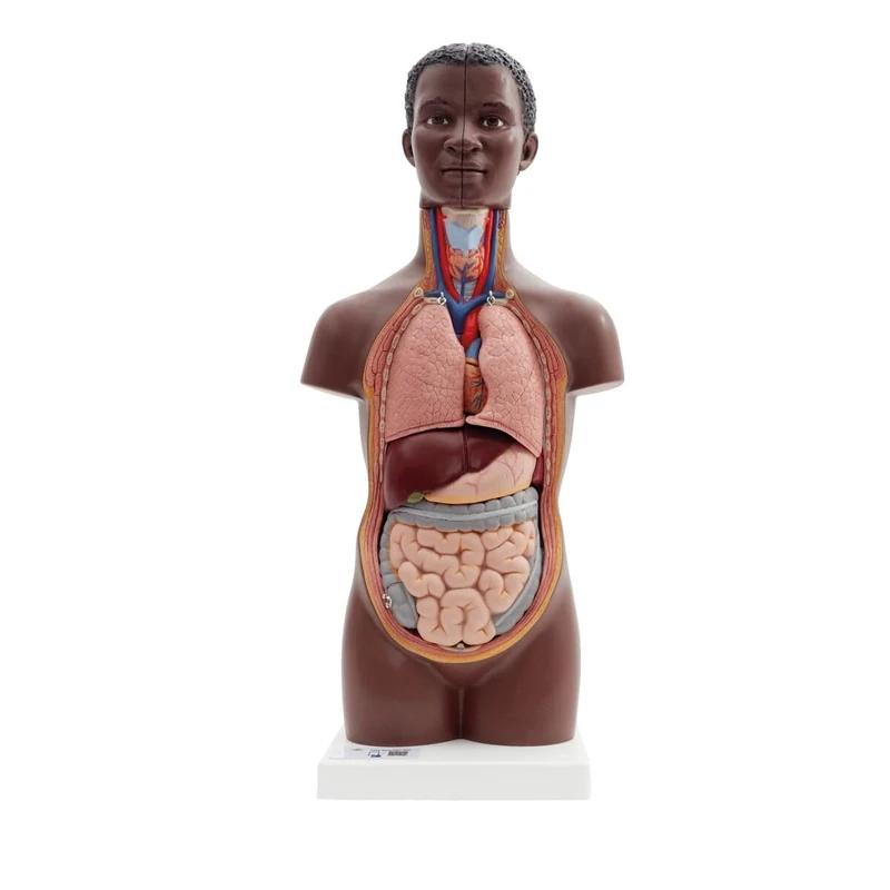 3B Scientific Mini Human Torso Model, 12 part, dark skin, 3B Smart Anatomy