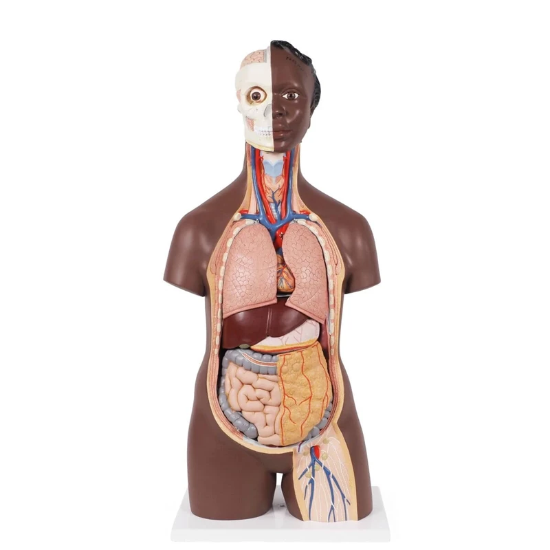3B Scientific Classic Unisex Human Torso Model, 12 part, dark skin, 3B Smart Anatomy