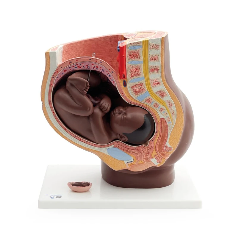 3B Scientific Pregnancy Pelvis Model in Median Section with Removable Fetus (40 weeks), 3 part, dark skin, 3B Smart Anatomy