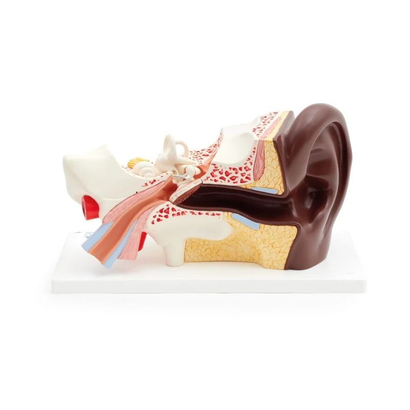 3B Scientific Human Ear Model, 3 times Life-Size, 4 part, dark skin, 3B Smart Anatomy