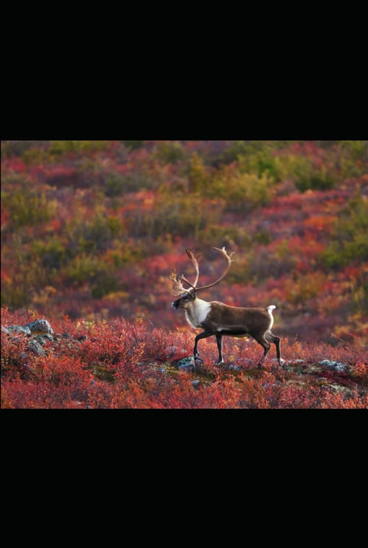 NorthWest Territory Genealogy: A Journey Through North West Territory Genealogy (Canadian Geneaology)