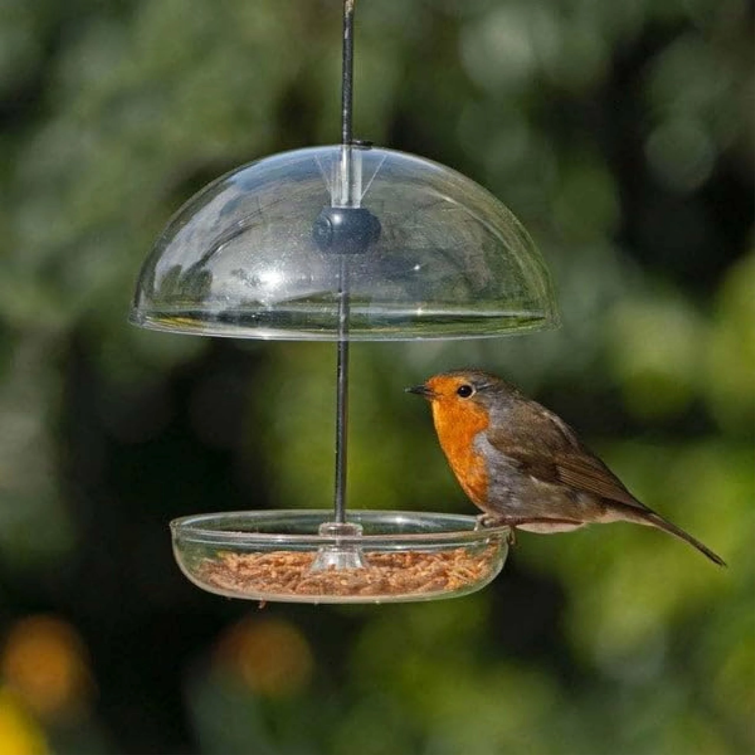 Wiggly Wigglers Clear Hanging Bird Feeders For Small Garden Birds Robins Feeder Birdfeeder For Seed Mixes And Mealworms (Feeder)