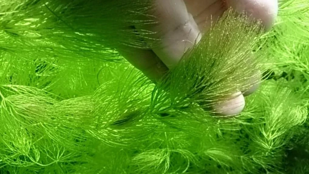 K2AQUA Ceratophyllum Demersum 10 Stems Hornwort Live Aquatic Plant for Aquarium Fish Tank Shrimp Pond Oxygenating Fast Growing Freshwater Easy Care Lush Green Decoration Natural Habitat