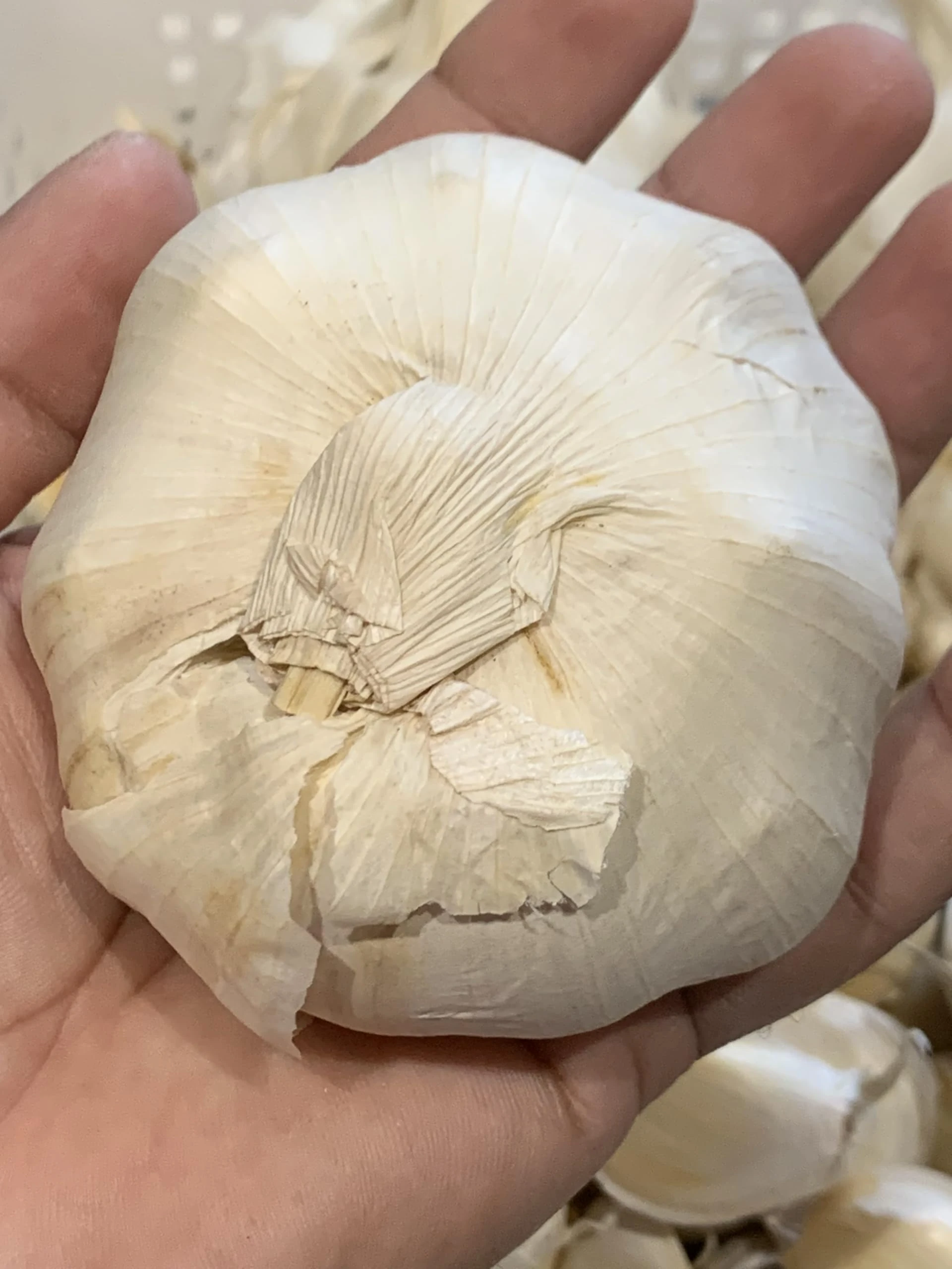 3X Extra Large Spanish Garlic for Planting Autumn and Spring UK Premium Quality