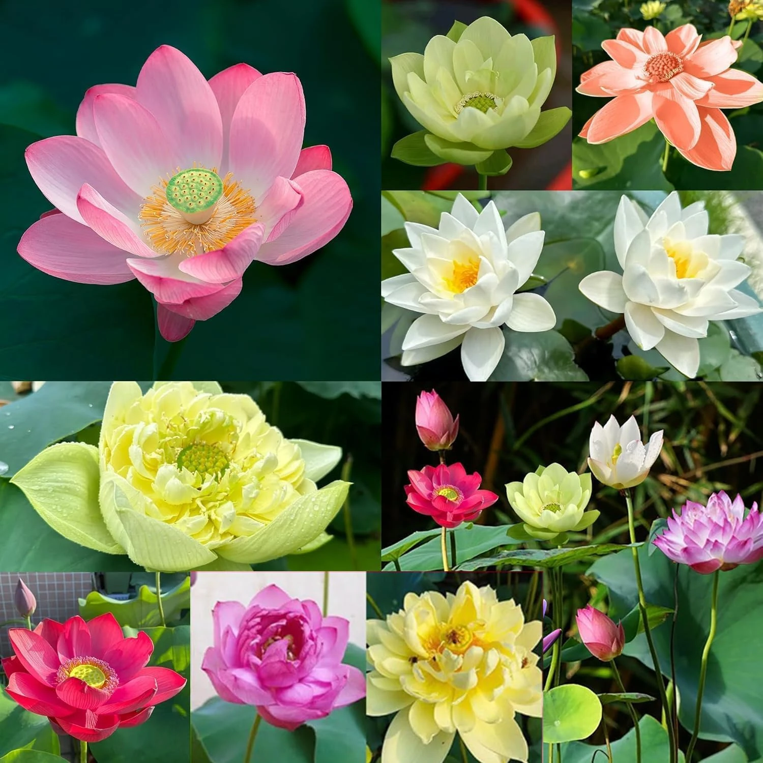 30pcs Bowl Lotus Flower Seeds, Mixed Colour Flower Seeds, Beginner-Friendly Water Lotus Planting in Water Bowl Lotus Seed for Kitchen Garden Pond 30pcs Multicolor