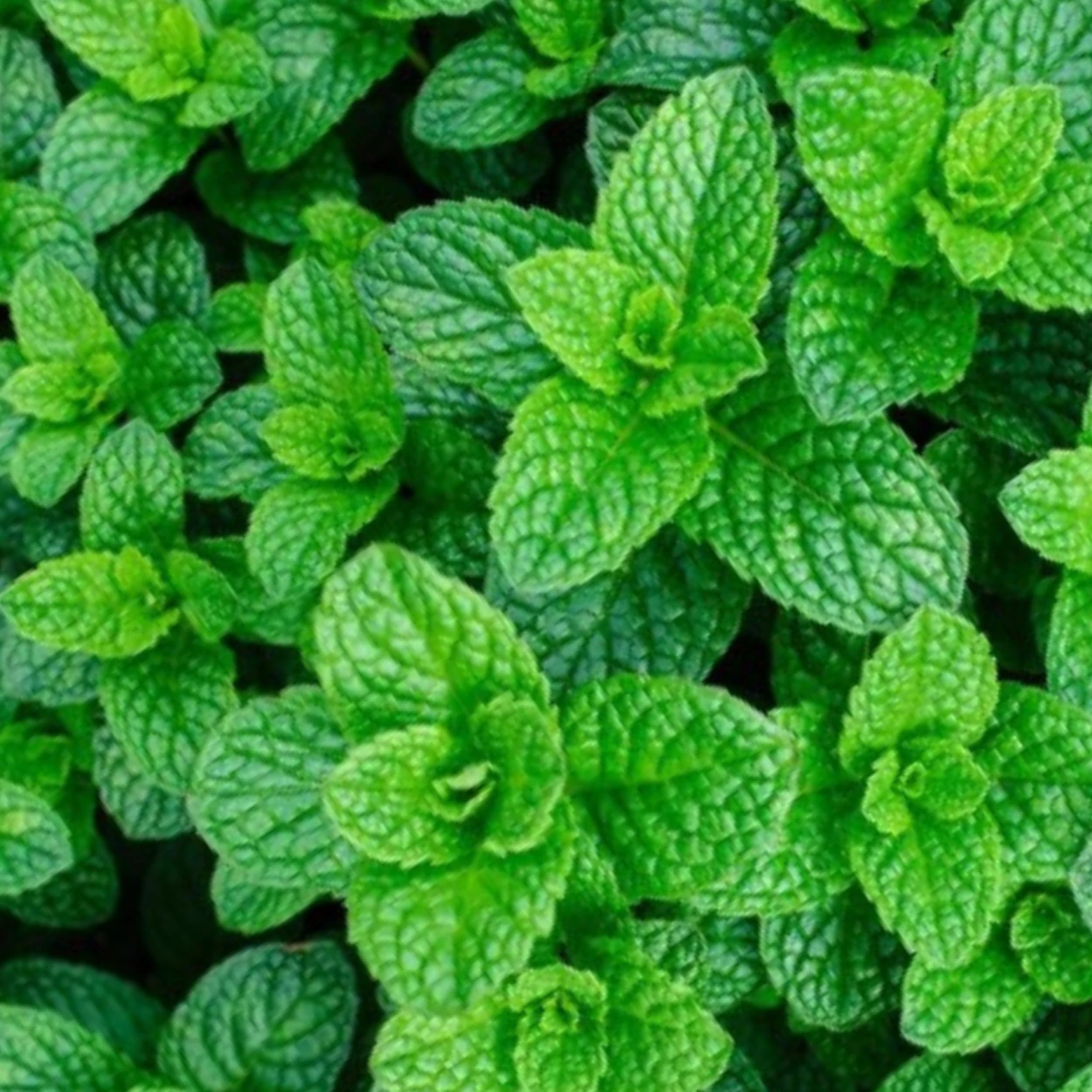 Mint Seeds - 400 Fresh Garden Mint Herb Seeds – Plant and Grow Your Own Herbs in Greenhouse, Garden, Polytunnel, Growbags, Pots or Containers by Meldon Seeds UK