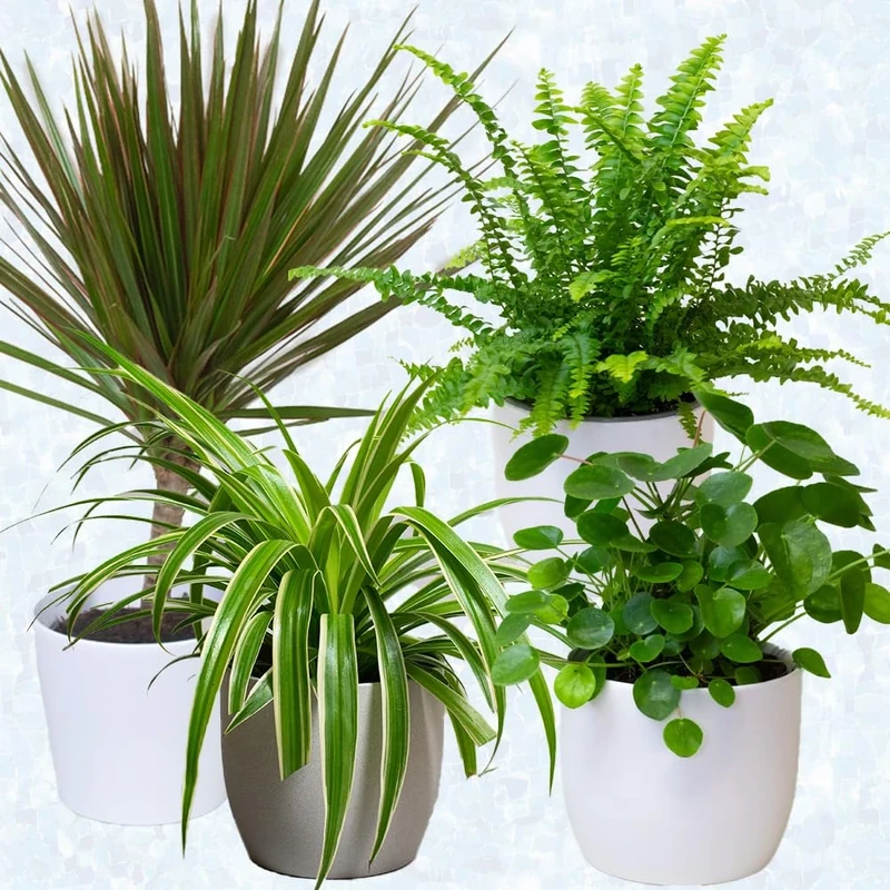 4 x Air purifier House plants – Natural dehumidifier & moisture absorber, mould remover & air freshner plants in 13cm pots for home - Image 1