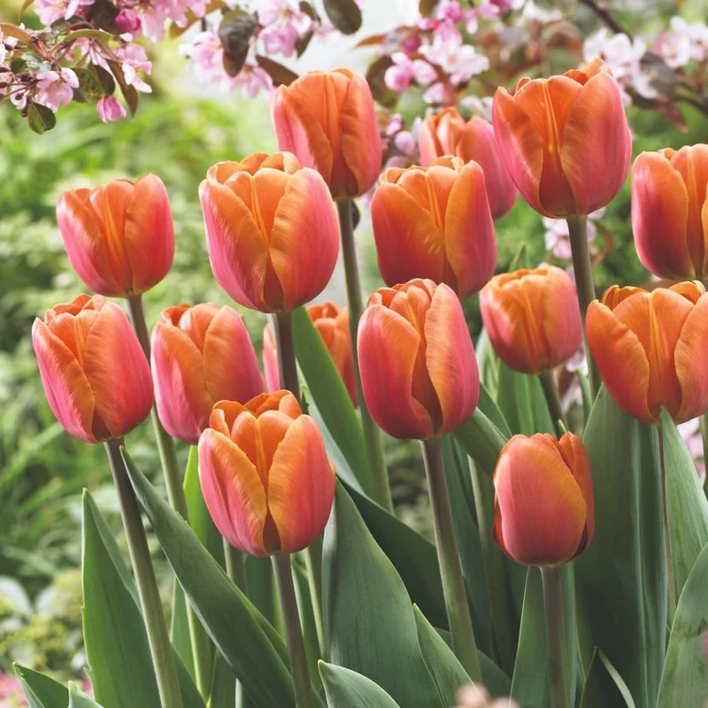Tulip 'Brown Sugar' – Striking Cinnamon & Rose-Pink Blooms, Rich Caramel Colour, Sweet Fragrance, Perfect for Beds & Cut Flowers, 20X Bulbs by Thompson and Morgan
