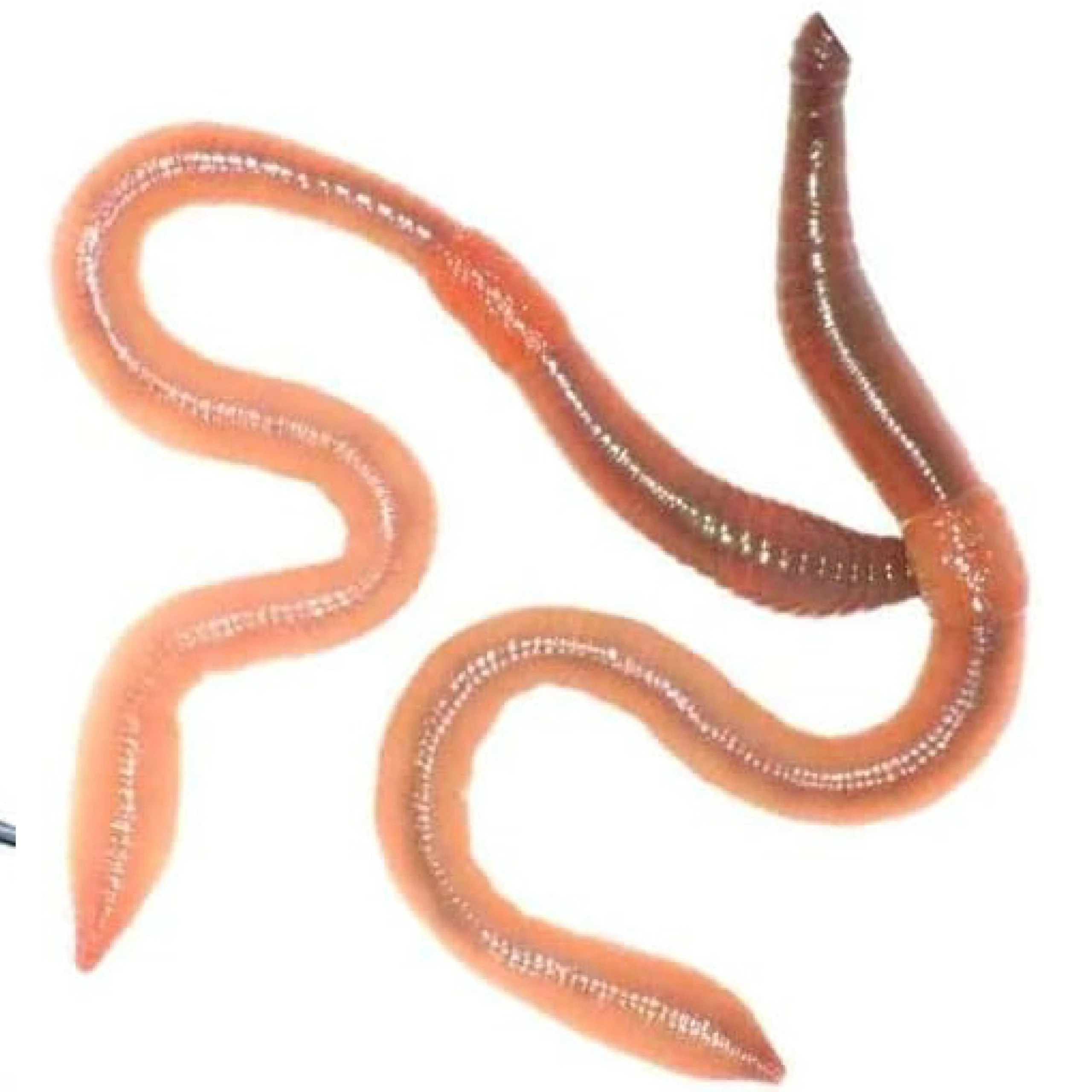 Wiggly Wigglers Garden Worms For Soil Enrichment & Healthy Plant Growth | Gardening Essential | Earthworms | Red Worm | Earth Worms (2000)