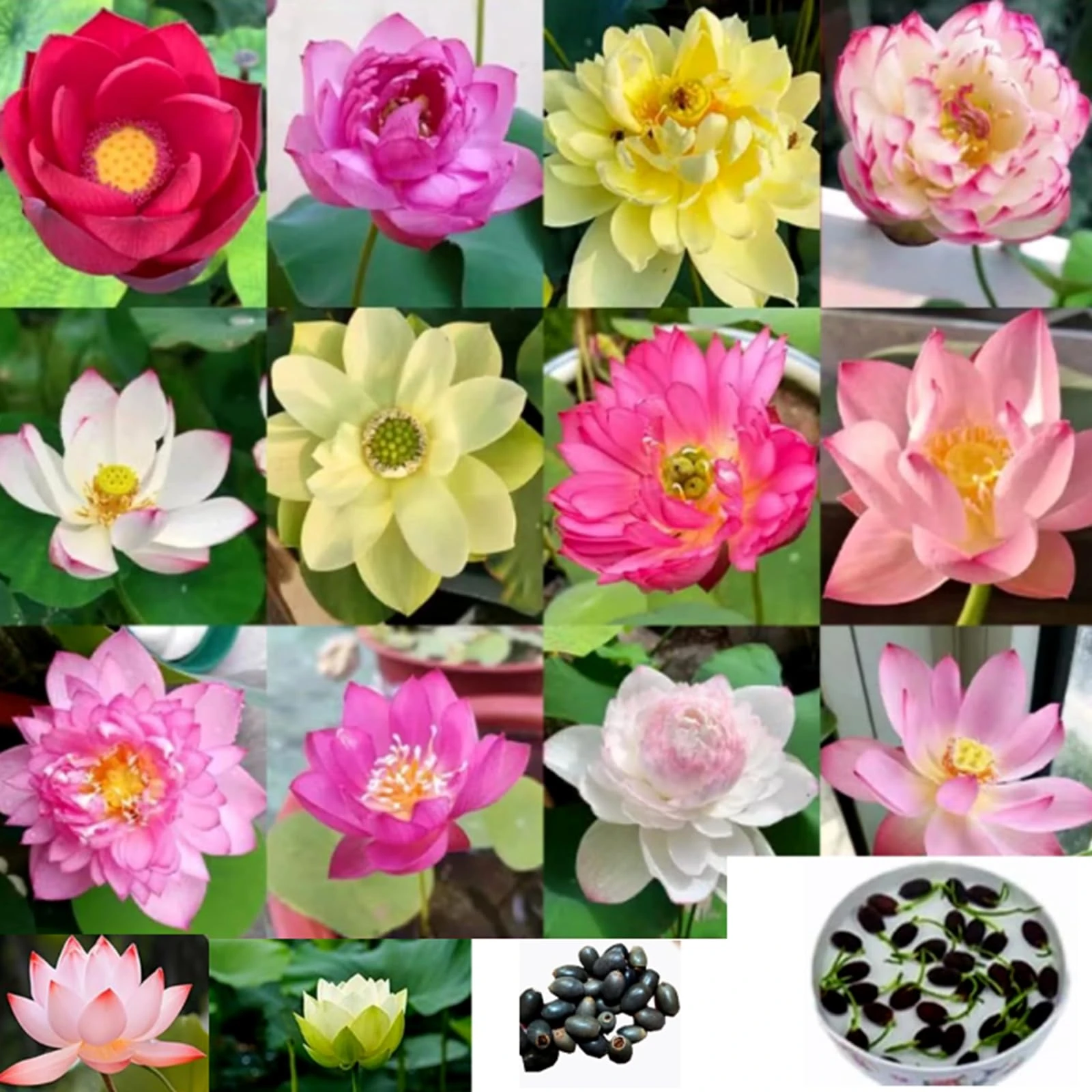 50Pcs Bowl Lotus Flower Seeds Mixed Colour.Pre-Opening Treated by Professionals,It germinates Quickly and is Easy to Survive.Non-GMO Lotus Seeds Come from China,Lotus for Kitchen Garden Ponds.