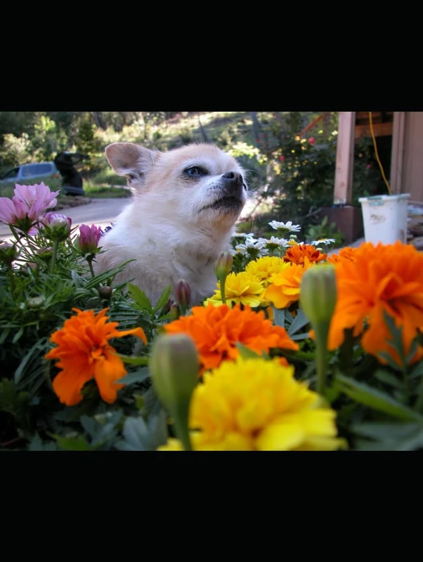 Lets youR water colour and paint brush say something to me: "Unleash Your Creativity for 31 days and Bring the Animal Kingdom to Life!"