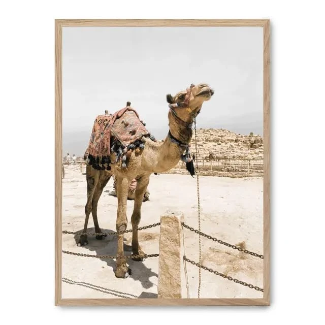 Cuadro Camel in Egypt ii_FASE5 - Image 1