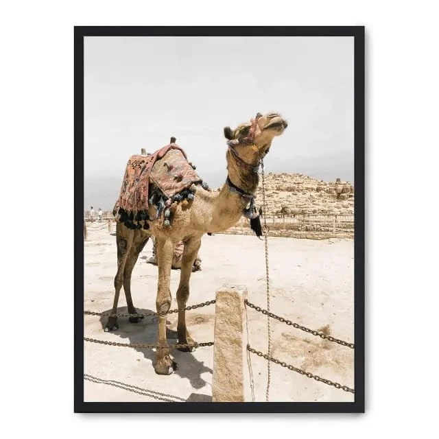Cuadro Camel in Egypt ii_FASE5