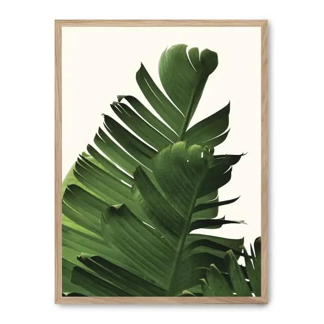 AlexandreHouse Banana leaves i_FASE5 picture - Image 1