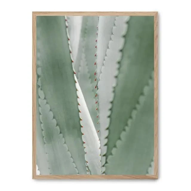 Cuadro Aloe Vera_FASE5 - Image 1