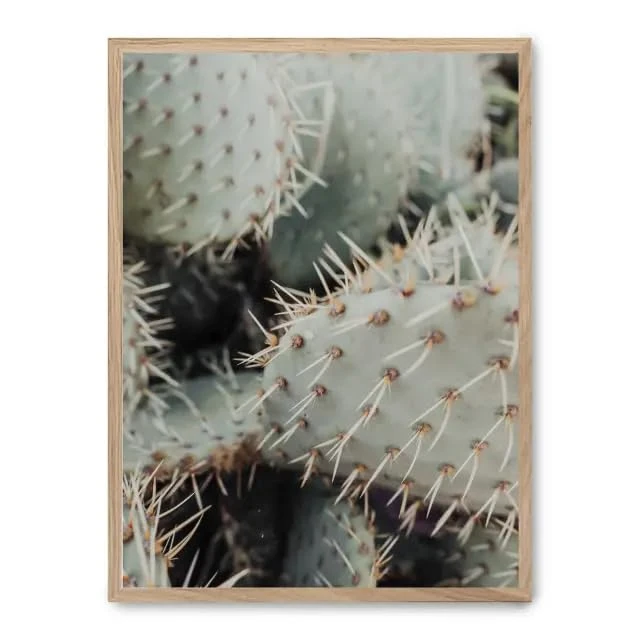 AlexandreHouse Cactus picture thorns_FASE5 - Image 1