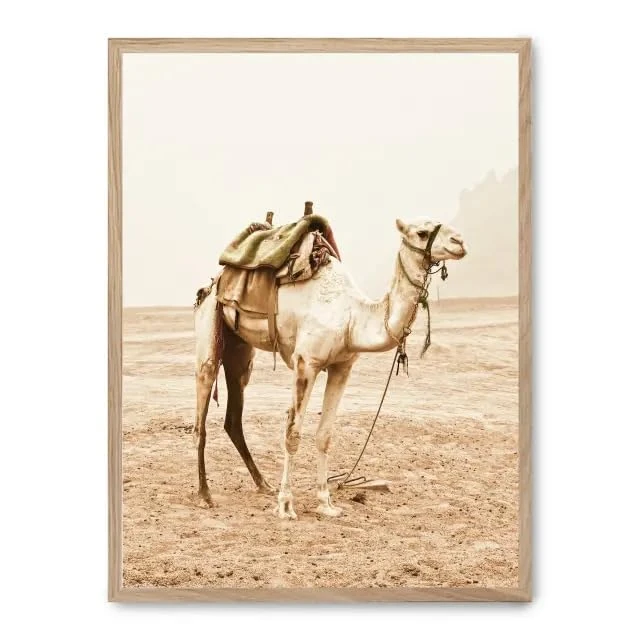 AlexandreHouse Cuadro Camel Trip_FASE5 - Image 1