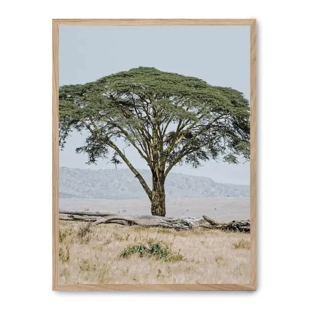 AlexandreHouse Cuadro Tree in the Savannah ii_FASE5 - Image 1