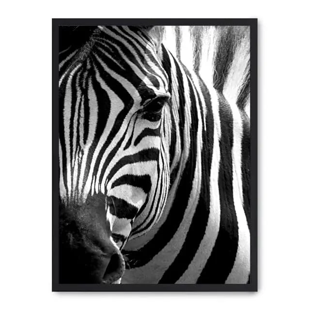 Cuadro Zebra Close Up_FASE5