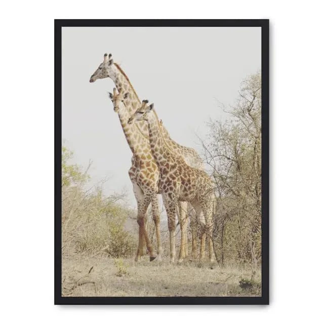 Cuadro Giraffe in The Savannah ii_FASE5 - Image 1