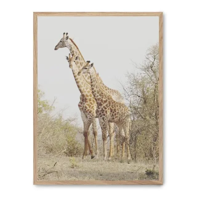 AlexandreHouse Cuadro Giraffe in the Savannah ii_FASE5 - Image 1
