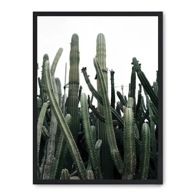 AlexandreHouse Cuadro Cactus iii_FASE5