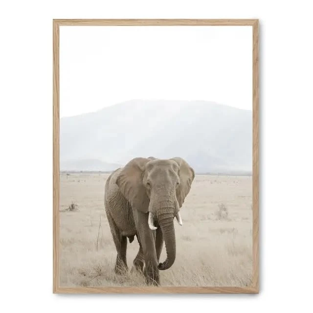 Cuadro Elephant in The Savannah i_FASE5