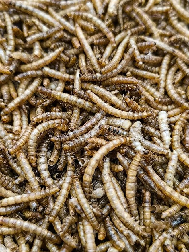 Premium Mealworms Wild Bird Food, Protein Food for All Species, Natural High Energy Feed, No Mess Bird Food for All Birds (8kg, Mealworms)