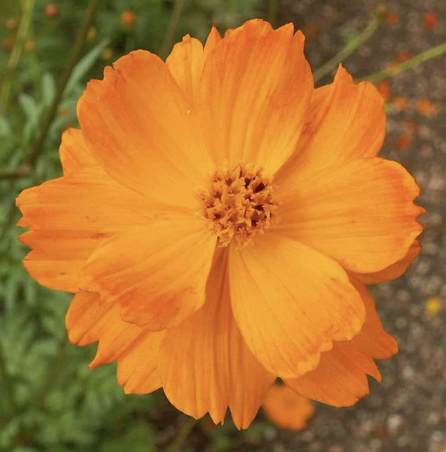 Cosmos sulphureus Sunset Orange Bright Orange Flower Seeds plantting Garden Packet (500 Gram)