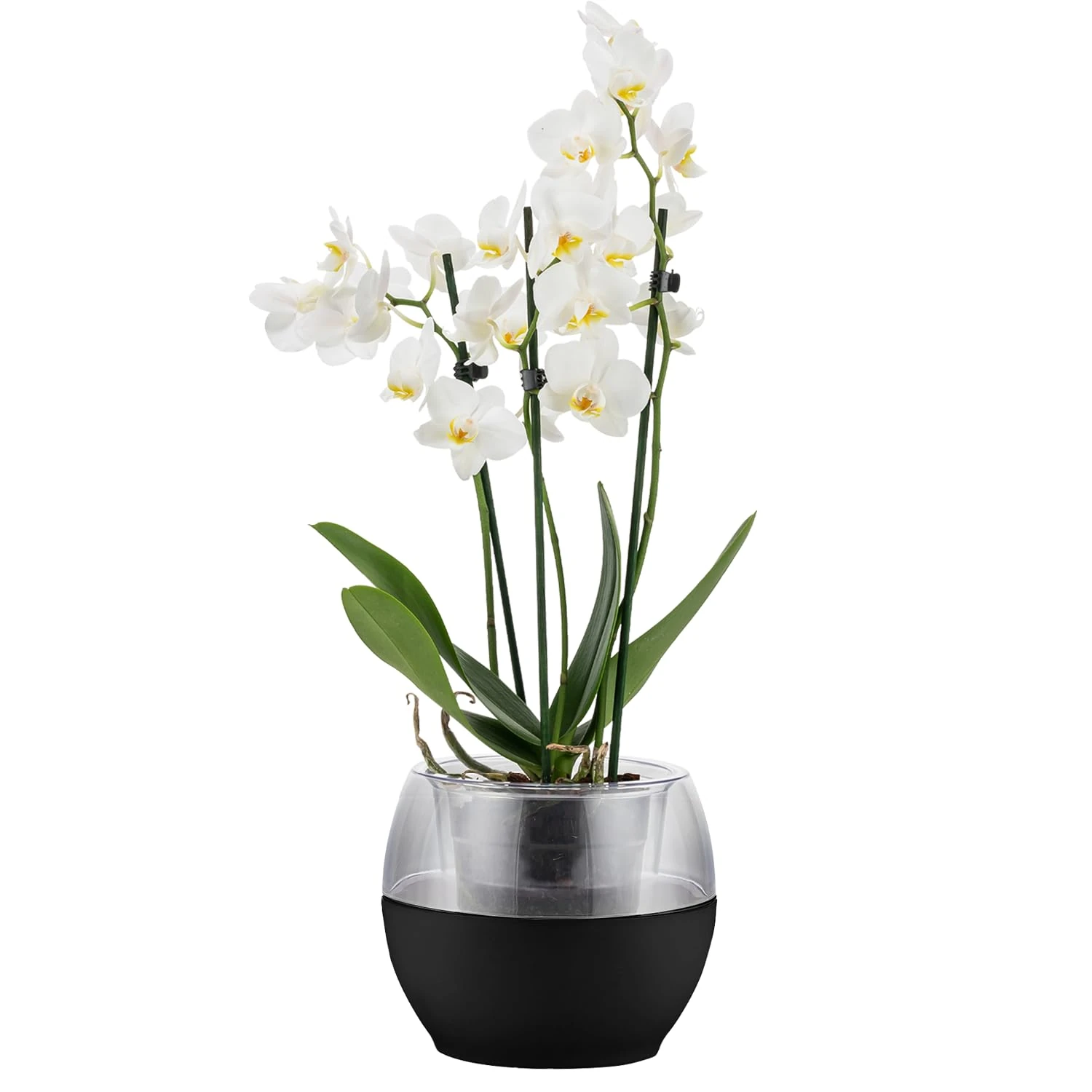 alqua 16CM Self Watering Plant Pots – Black Plastic Flower Pots with Drainage – Indoor & Outdoor Planters for Orchid – Large Garden Pots for Plants – Modern Plastic Plant Containers