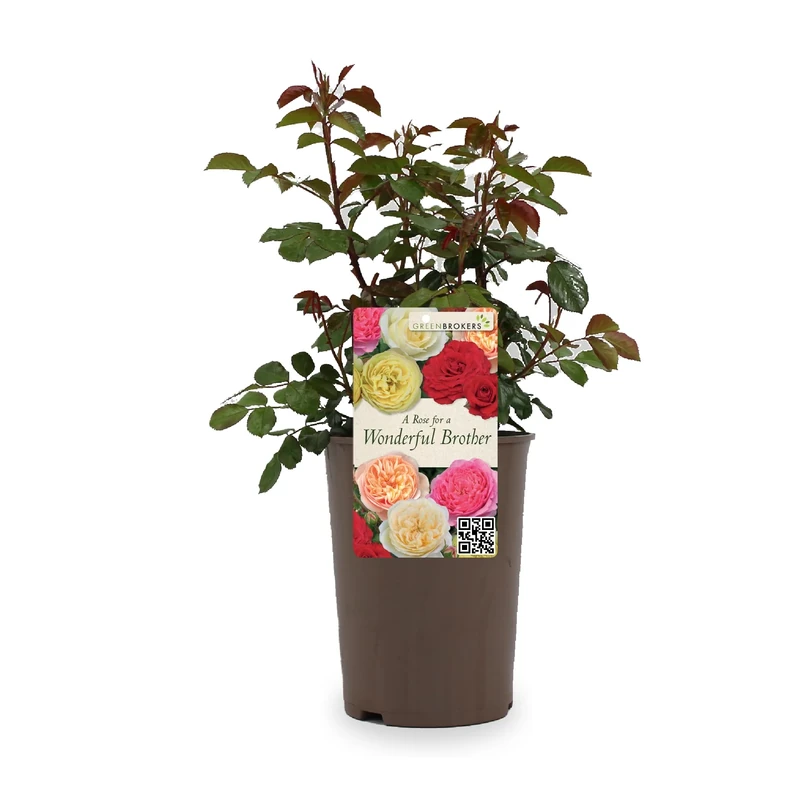 Greenbrokers Modern Garden Hybrid Bush Rose - 3L Potted Pink Flowers - Beautiful Floral Gift - A Rose for a Wonderful Brother - Gift Wrap Available