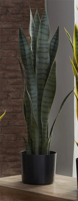 Sansevieria Planta 75 cm 75 cm - Image 1