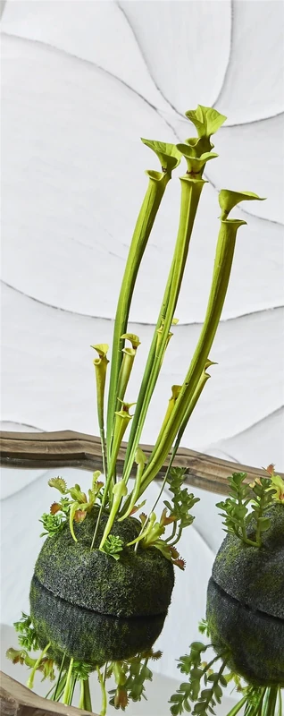 Sarracenia Green Claro, 45 cm. 13 x 13 x 45 cm - Image 1